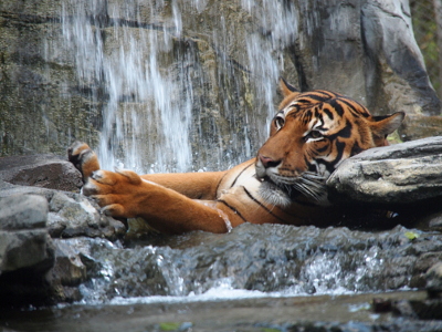 [The striped big cat is resting his head on some rocks while his front paws hold some rocks across from him. The rest of his body is not visible as it is vertically submerged in water. There's a waterfall behind him and a pool of water in front of him.]